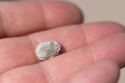 На юге Израиля найден амулет, «возраст» которого составляет более 3000 лет - trueweek.com - Израиль - Египет