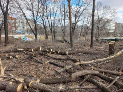 Мэрия: застройщик гостиницы в центре Хабаровска не нарушил закон при вырубке деревьев