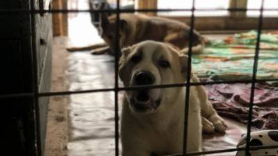 Несколько собак погибли при взрыве газа в кемеровском приюте
