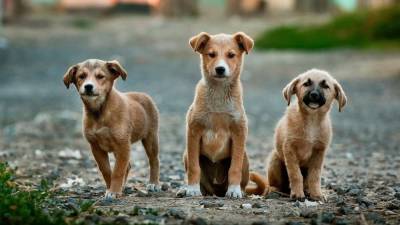 Собаки погибли при взрыве баллона с газом в кемеровском приюте