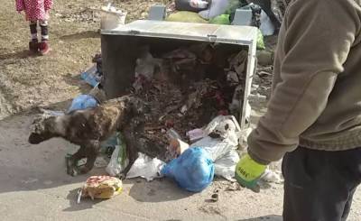 В Полтаве нашли собаку в мусорном баке: песику нужен новый дом – видео