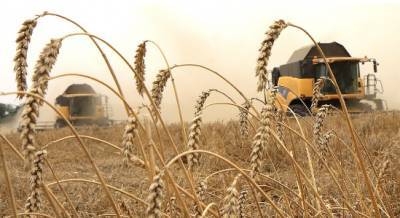 С начала года Кубань нарастила экспорт сельхозпродукции на 13%