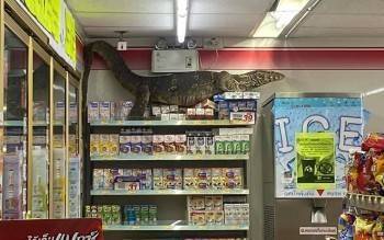 Необычный посетитель супермаркета вызвал восторги у покупательниц