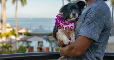 На Гавайях сдают деньги в собачий питомник за ночь в роскошном отеле (видео)