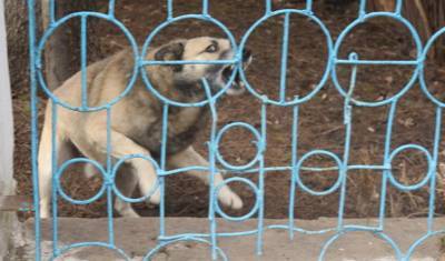 В Тюменской области зарегистрирован 31 случай бешенства у животных