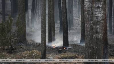 Минлесхоз: первые лесные пожары зафиксированы в Беларуси в начале апреля