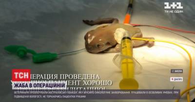 В Днепре ветеринары провели операцию по удалению онкологии 16-летней лягушке