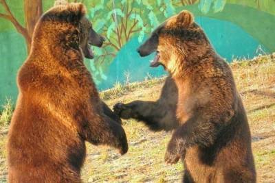 В Ярославском зоопарке проснулись медведи Топа и Ума