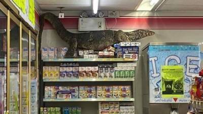 Огромный варан распугал посетителей супермаркета в Таиланде