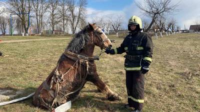 Юлий свободен и чувствует себя хорошо. В Зельве спасатели помогли выбраться из вымоины застрявшему коню