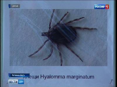 В Ростовской области иксодовые клещи покусали уже 37 человек