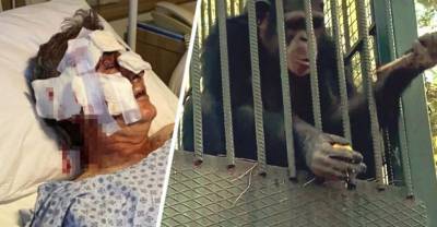 В отеле Анталии разъяренная обезьяна устроила расправу над людьми