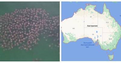 Сотни скатов у берегов Австралии повторили в воде форму материка (видео)