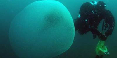 Подводное яйцо. Биологи смогли разгадать загадку непонятных желеобразных шаров в морях Норвегии — фото