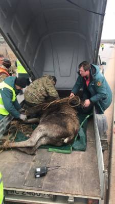 На севере Петербурга отловили молодого лося для переправки в лес