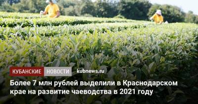 Более 7 млн рублей выделили в Краснодарском крае на развитие чаеводства в 2021 году