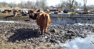 ФОТО. ПВС обнаружила концлагерь для скота: 48 измученных голодом коров отправлены на бойню