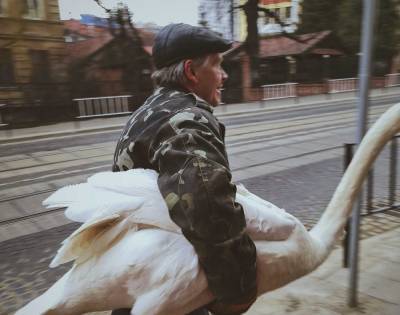 Во Львове из Стрыйского парка сбежал лебедь-шипун – забавные фото
