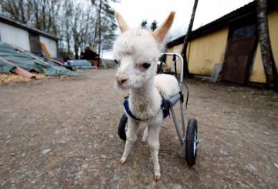 В Германии для маленькой альпаки-инвалида сделали специальную коляску: фото