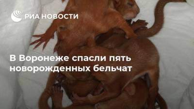 В Воронеже спасли пять новорожденных бельчат