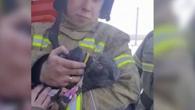 Приамурские пожарные спасли из горящего дома кота