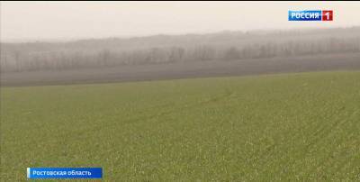 Экспериментальное поле пшеницы и пырея высадят в донском поселке Рассвет