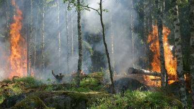Ученые из США начнут использовать грибы для устранения последствий пожара в лесах