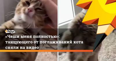 «Чеши меня полностью»: танцующего от поглаживаний кота сняли на видео