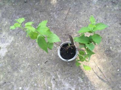 Посадка чубушника (садового жасмина) в открытый грунт весной: правила ухода и выращивания