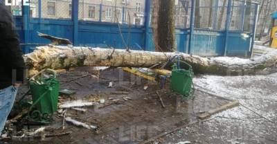 В Москве дерево упало на компанию молодых людей, есть пострадавший — видео