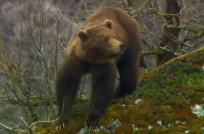 Госэкоинспекция спасла медведя бурого, которого содержали в неволе: передадут в центр реабилитации
