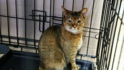 Власти Ижевска спасли кошек из закрытого за долги котокафе