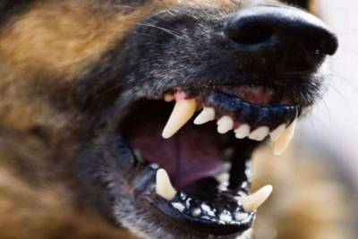 В Астрахани из-за гибели человека от укусов собак возбудили уголовное дело