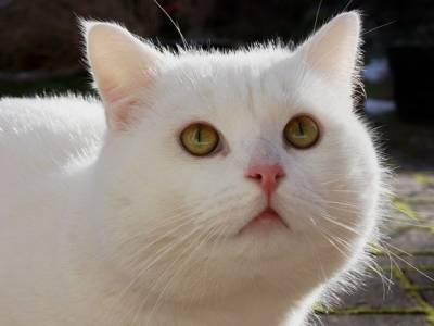 В Краснодаре прохожие обрезком арматуры спасли застрявшего в окне кота (видео)