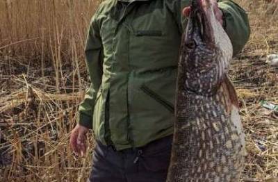Настоящий крокодил: в Кривом Роге рыбак поймал огромную щуку