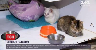 Морила голодом: в Киеве женщина держала в квартире 20 кошек и 4 собак