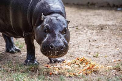 49 лет исполнилось карликовому бегемоту из Ростовского зоопарка