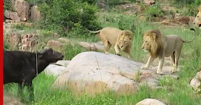 В Африке три голодных льва загрызли буйвола: видео