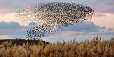 Шумопоглощающая стена убила сотни птиц в Рош ха-Аине