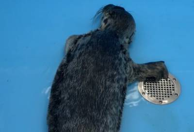 В посёлке Лебяжье была найдена истощённая самка тюленя