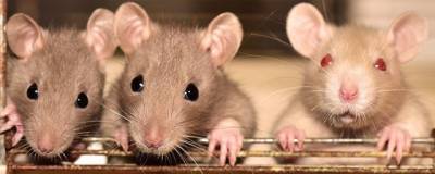Ученые разработали метод обнаружения рака с помощью крыс