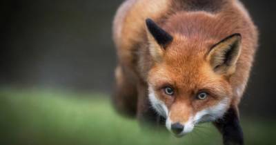 В Саратове власти региона ввели карантин из-за бешенства лисы