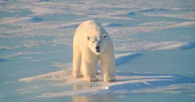 Угрозу вымирания белых медведей в России назвали "не смертельной"