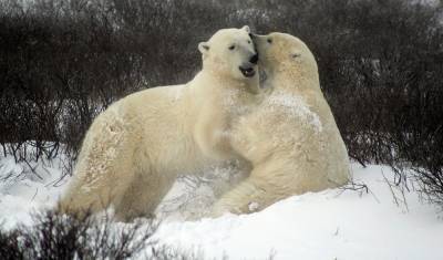 Специалист оценил вероятность вымирания белых медведей в России