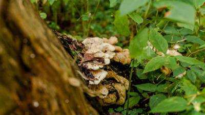 Американские ученые обнаружили уникальное свойство грибов
