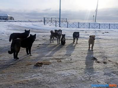 Томаринский район отказался от строительства приюта для собак