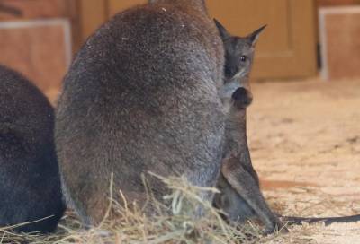 Посетители Ленинградского зоопарка наконец-то смогут увидеть малышей-кенгурят