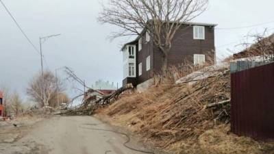 Штормовой ветер на Камчатке срывает обшивку с домов и валит деревья — видео