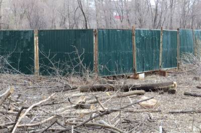 В Хабаровске у парка «Динамо» вырубили деревья для строительства