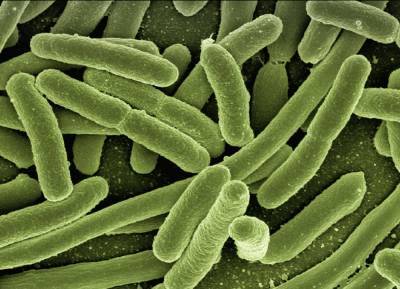 Учёные из США используют ГМ-бактерии в качестве датчиков загрязнения окружающей среды